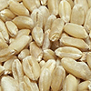 Combustible de biomasa: grano de cereales